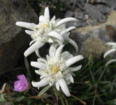 Leontopodium alpinum 'Mignon'
